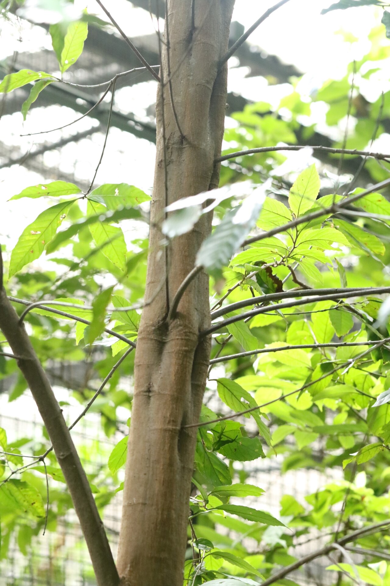 Quercus blakei: Quercus blakei in Hong Kong