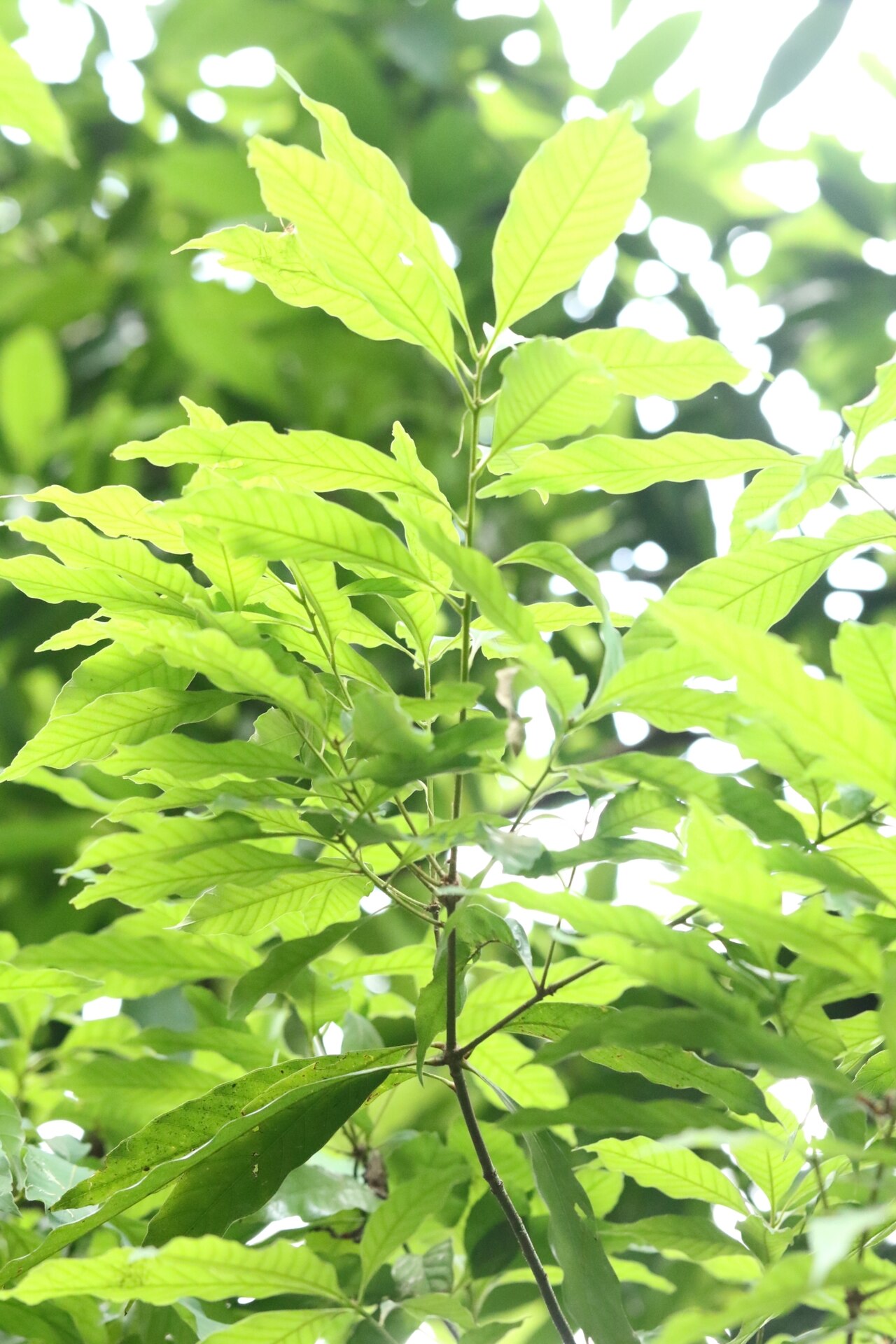Quercus blakei: Quercus blakei in Hong Kong