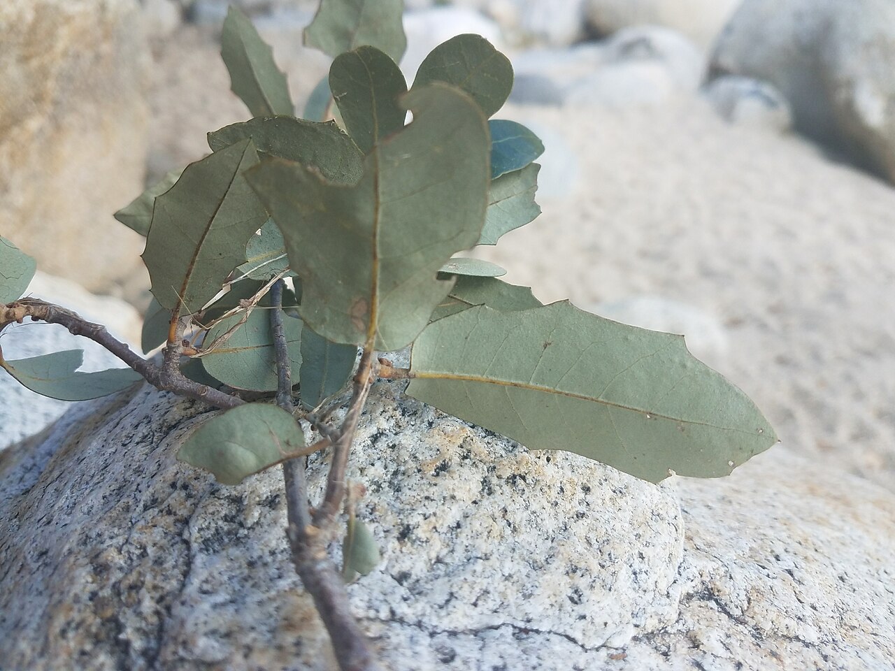 Quercus brandegeei: Brandegee Oak