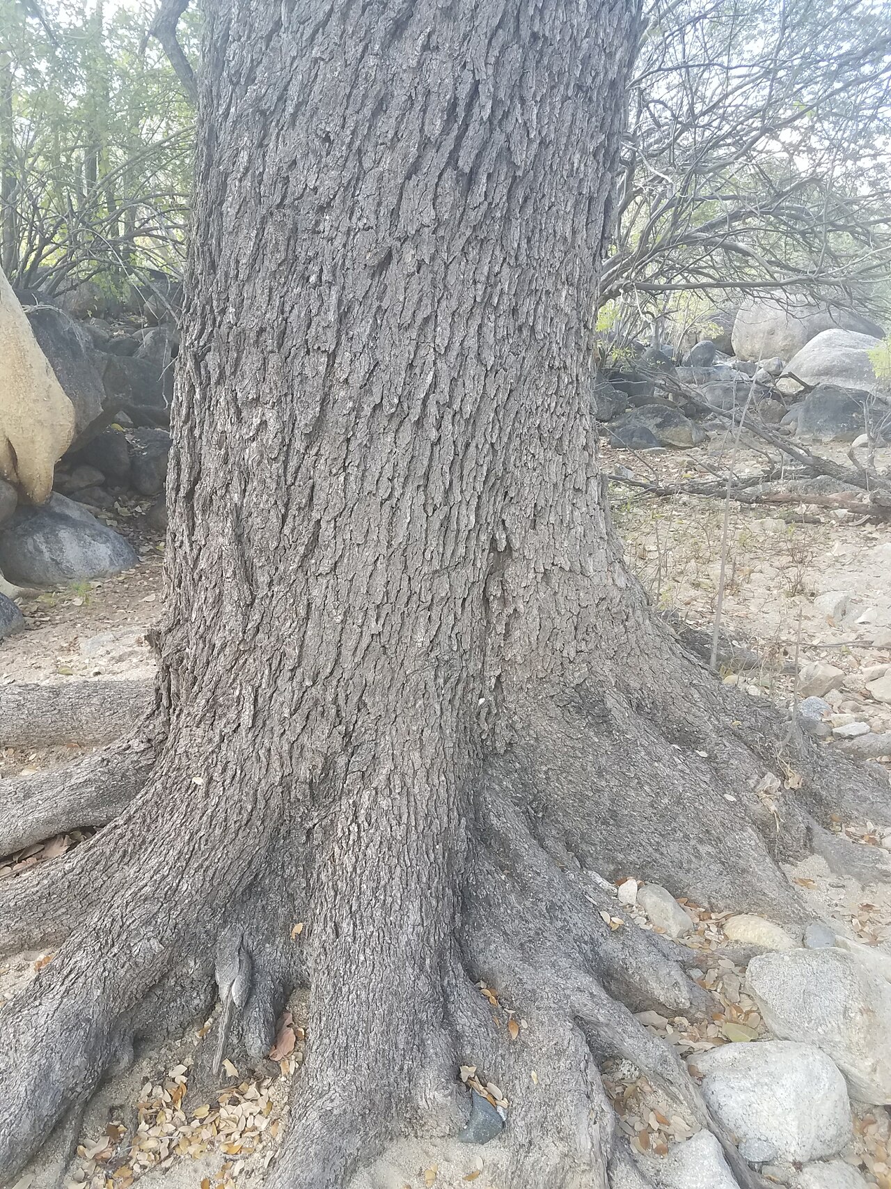 Quercus brandegeei: Brandegee Oak