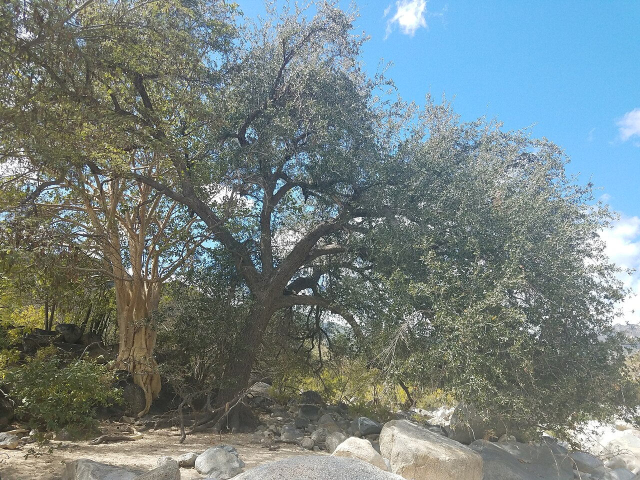 Quercus brandegeei: Brandegee Oak