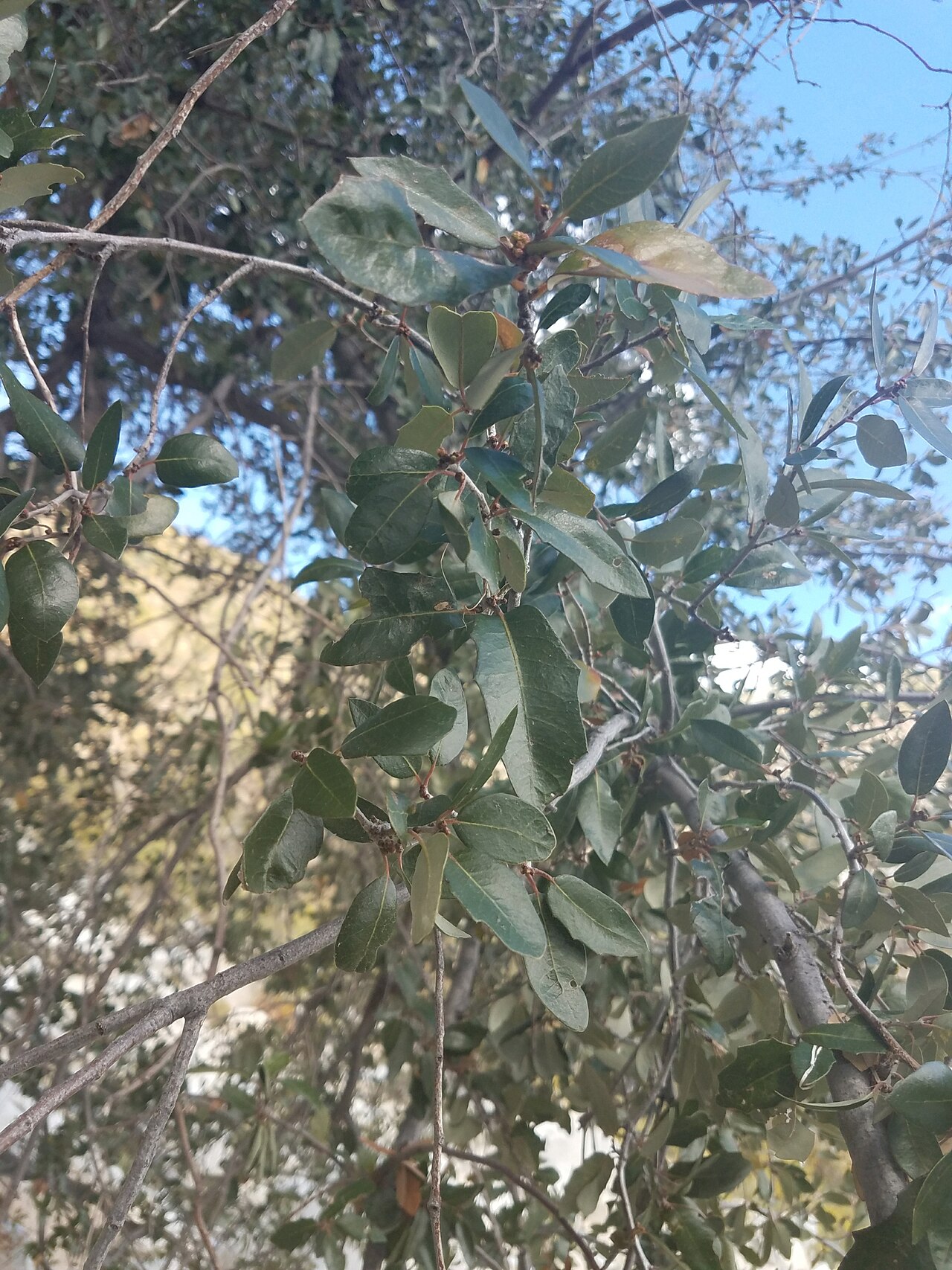 Quercus brandegeei: Brandegee Oak