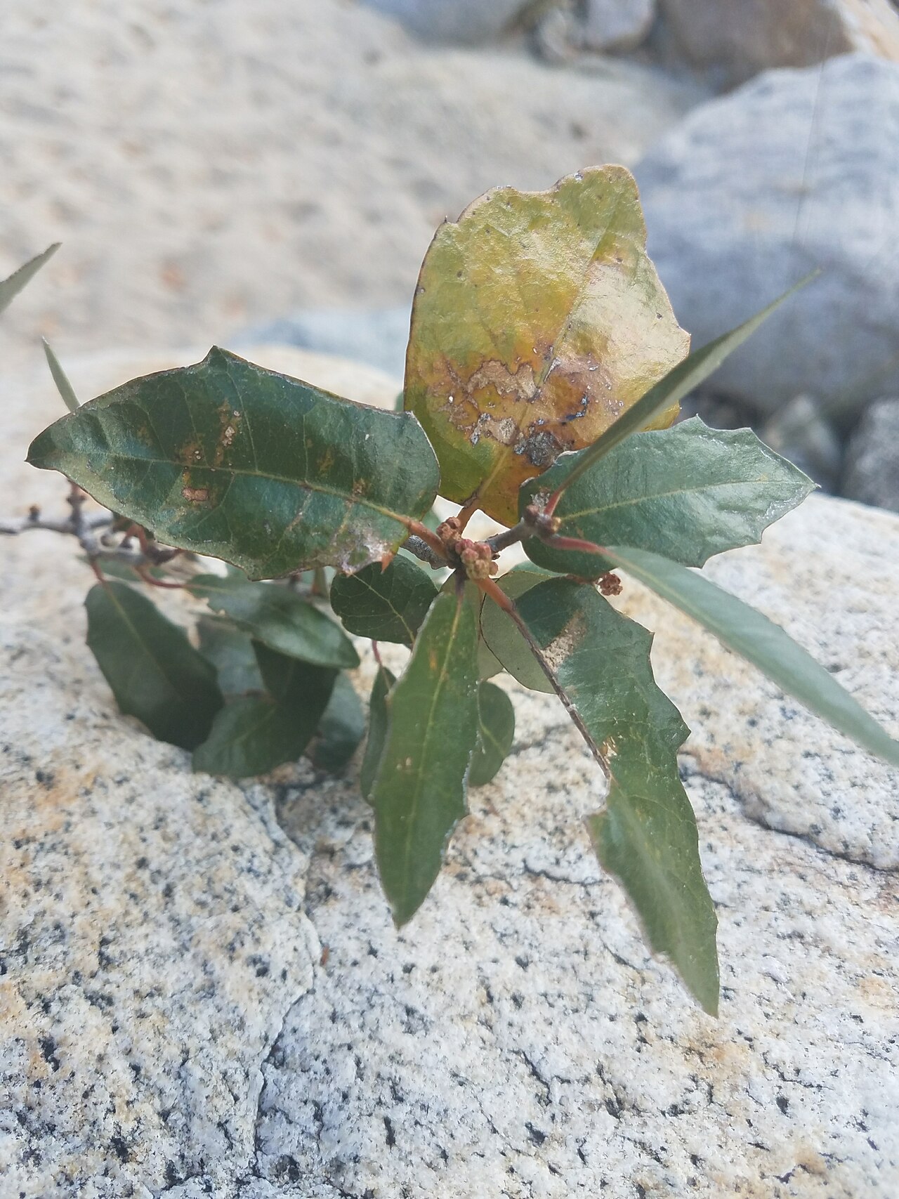 Quercus brandegeei: Brandegee Oak