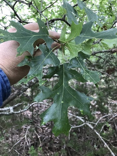 Texas red oak (Quercus buckleyi)