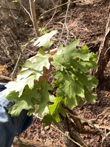 Texas red oak (Quercus buckleyi)