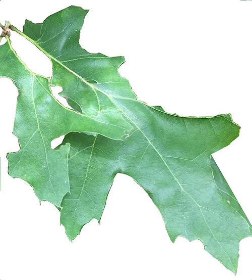 Texas red oak: https://www.inaturalist.org/observations/11525833