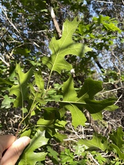 Texas red oak (Quercus buckleyi)
