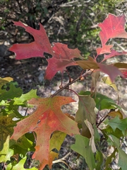 Texas red oak (Quercus buckleyi)