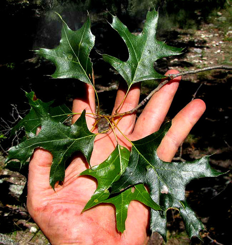 Texas red oak (Quercus buckleyi)