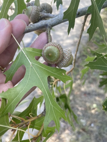 Texas red oak (Quercus buckleyi)