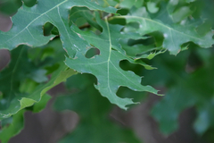 Texas red oak (Quercus buckleyi)
