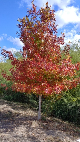 Texas red oak (Quercus buckleyi)