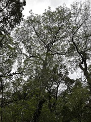 Texas red oak (Quercus buckleyi)