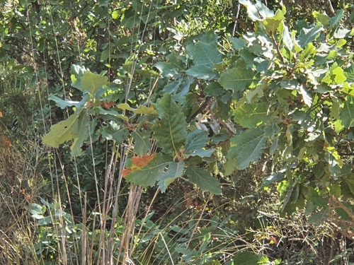 Algerian oak (Quercus canariensis)