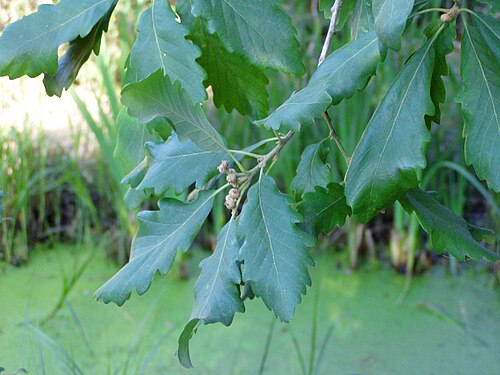 Algerian oak: Canary Oak. Cultivated, close to supposed native range (Monchique Mountains). Portimão, Portugal.