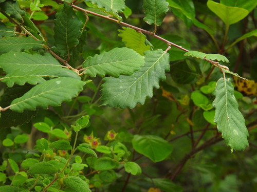 Algerian oak (Quercus canariensis)