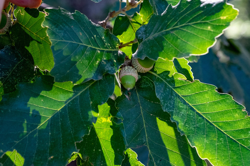 Algerian oak (Quercus canariensis)