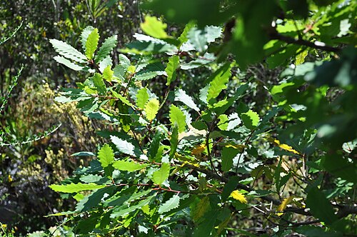 Algerian oak: Roble andaluz, Ruta de los Molinos, Patrite, Alcalá de los Gazules, Cádiz, España