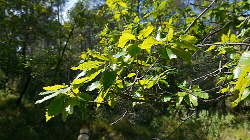 Algerian oak: Quercus canariensis de repoblación en Sierra Espuña, Región de Murcia, España.