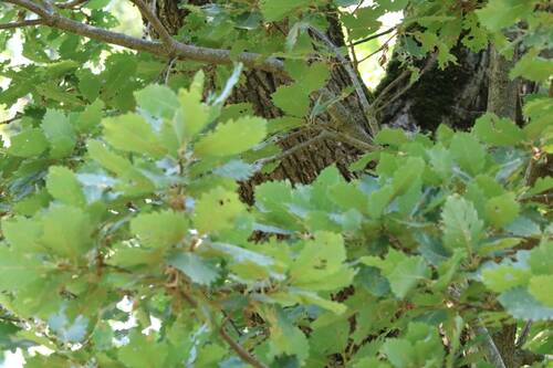 Algerian oak (Quercus canariensis)