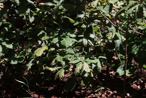 Algerian oak (Quercus canariensis)