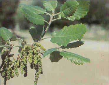 Algerian oak (Quercus canariensis)