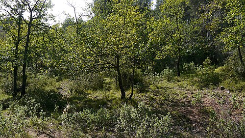 Algerian oak: Bosquete de Quercus cansriensis de repoblación en Sierra Espuña, Región de Murcia (España).