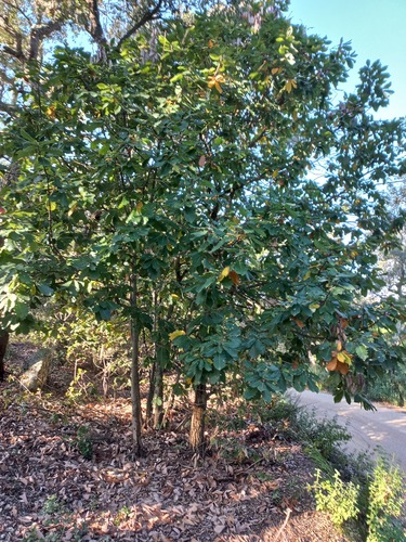 Algerian oak (Quercus canariensis)