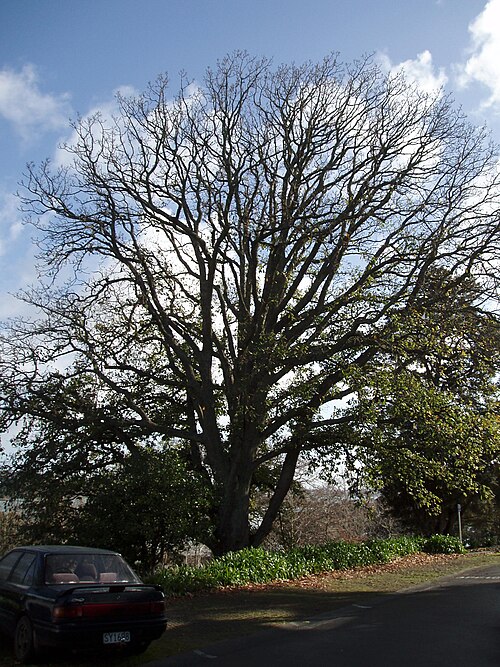 Algerian oak (Quercus canariensis)
