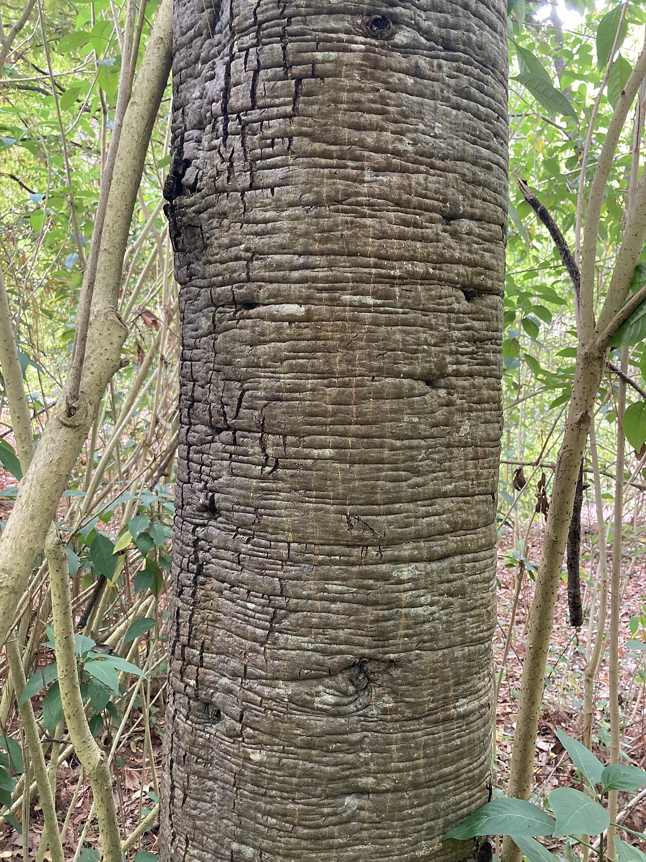 Quercus castanea: Quercus castanea bark at the UC Berkeley Botanical Garden