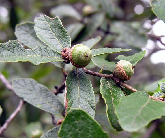 Quercus castanea: Dick Culbert: Fagaceae, the Oak (or Beech) Family, is of the Fagales Order, closely related to the Cucurbitales. Known as Robles, oak forests extend at altitude