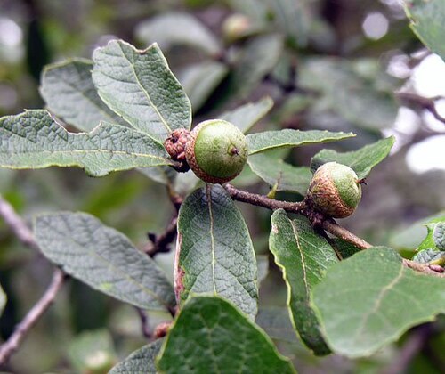 Quercus castanea: Dick Culbert: Fagaceae, the Oak (or Beech) Family, is of the Fagales Order, closely related to the Cucurbitales. Known as Robles, oak forests extend at altitude