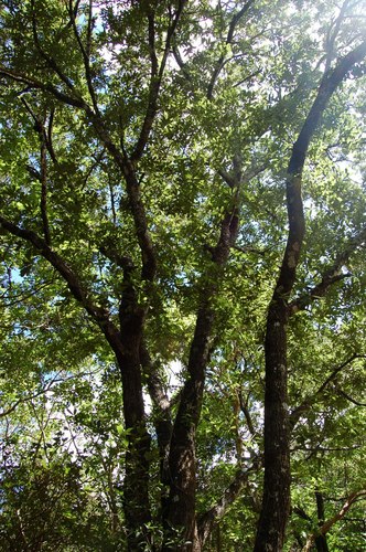 Quercus castanea (Quercus castanea)