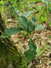 Quercus castanea (Quercus castanea)