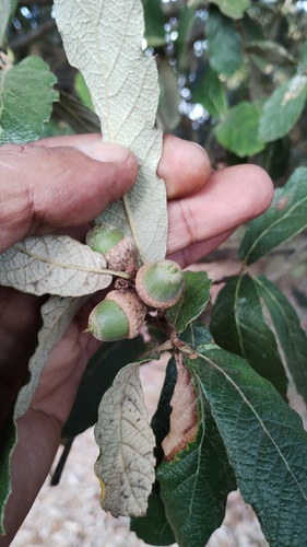 Quercus castanea (Quercus castanea)