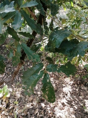 Quercus castanea (Quercus castanea)