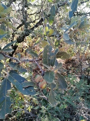 Quercus castanea (Quercus castanea)