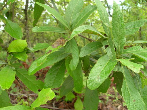 Quercus castanea (Quercus castanea)