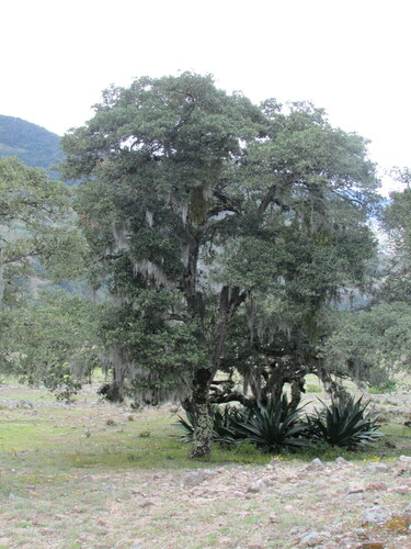 Quercus castanea (Quercus castanea)