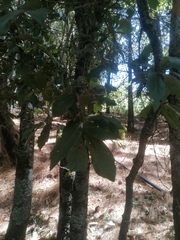 Quercus castanea (Quercus castanea)