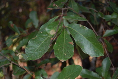 Quercus castanea (Quercus castanea)