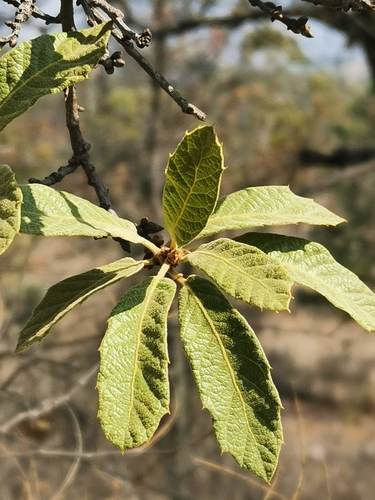 Quercus castanea (Quercus castanea)
