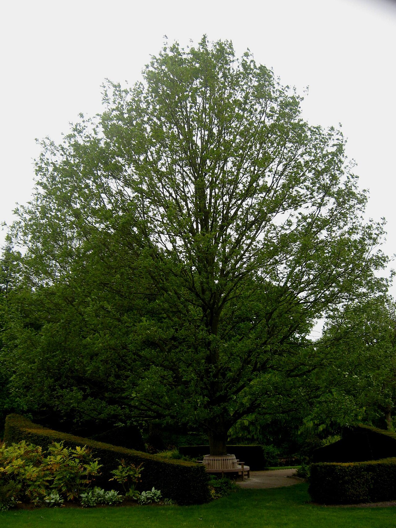 Chestnut-leaved oak: Photo of Quercus castaneifolia taken in June at Harlow Carr Arboretum, Yorkshire, England