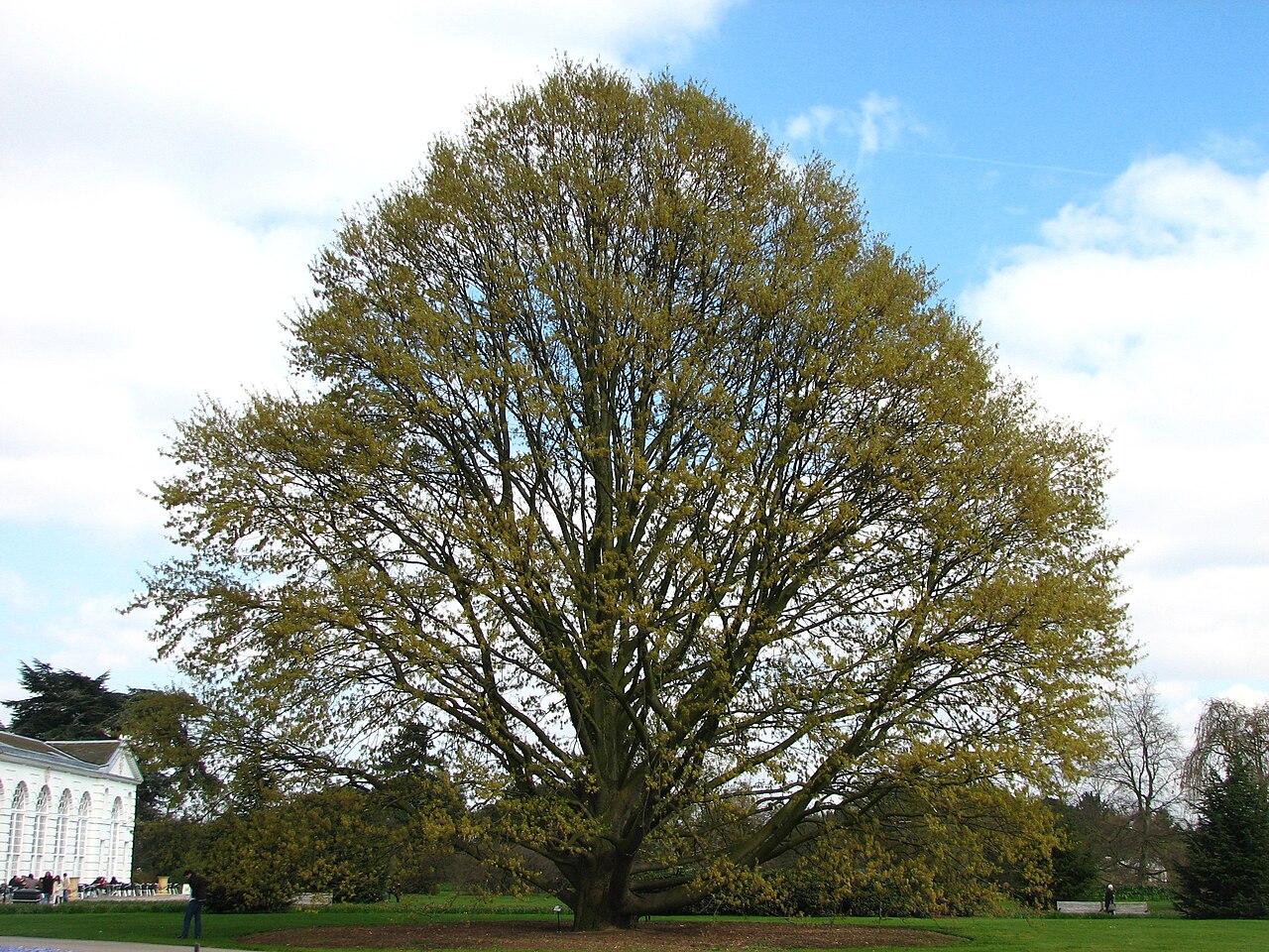 Chestnut-leaved oak: Quercus castaneifolia taken at Kew Gardens