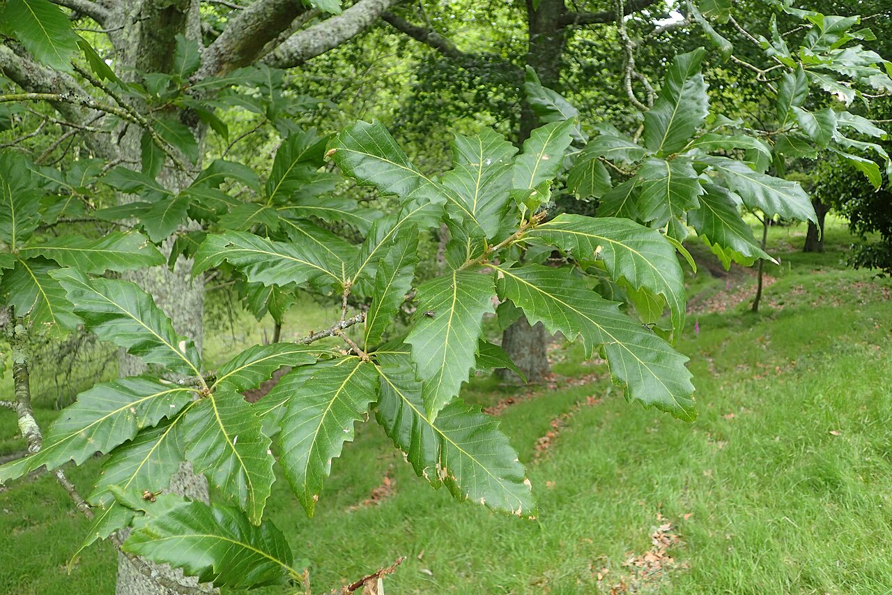 Chestnut-leaved oak: Quercus castaneifolia in Hackfalls Arboretum, Hawkes's Bay