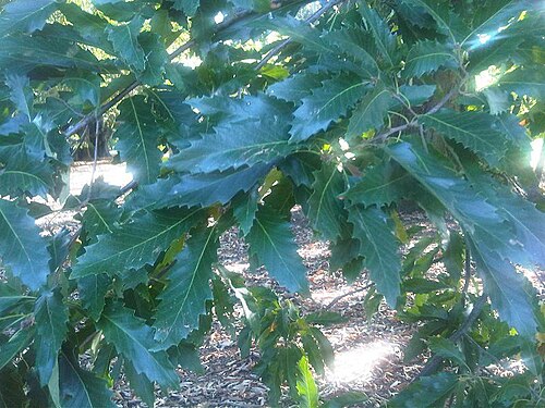 Chestnut-leaved oak: Pedunculate Oak or English Oak (Quercus robur) leaves in Kew Gardens, England.