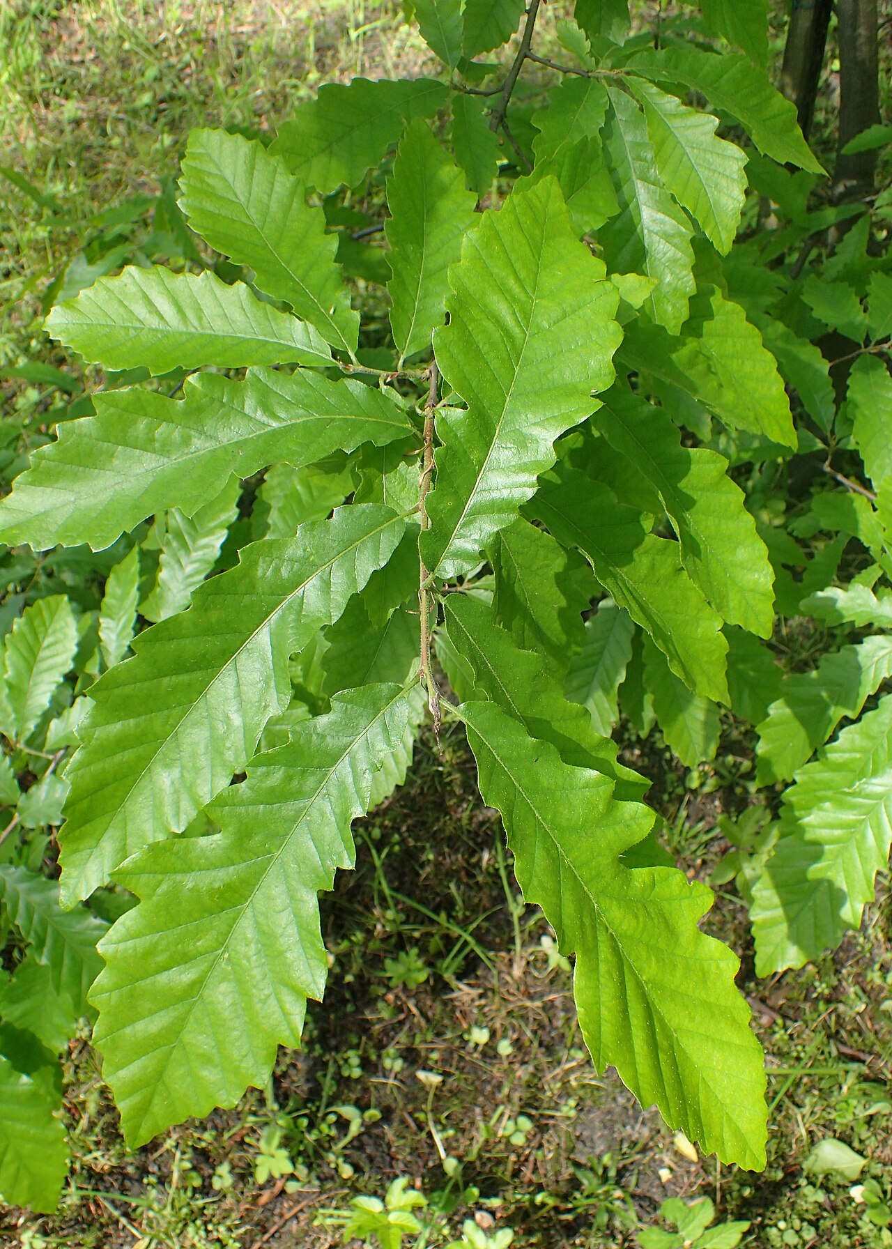 Chestnut-leaved oak: Quercus castaneifolia in botanical garden in Kraków