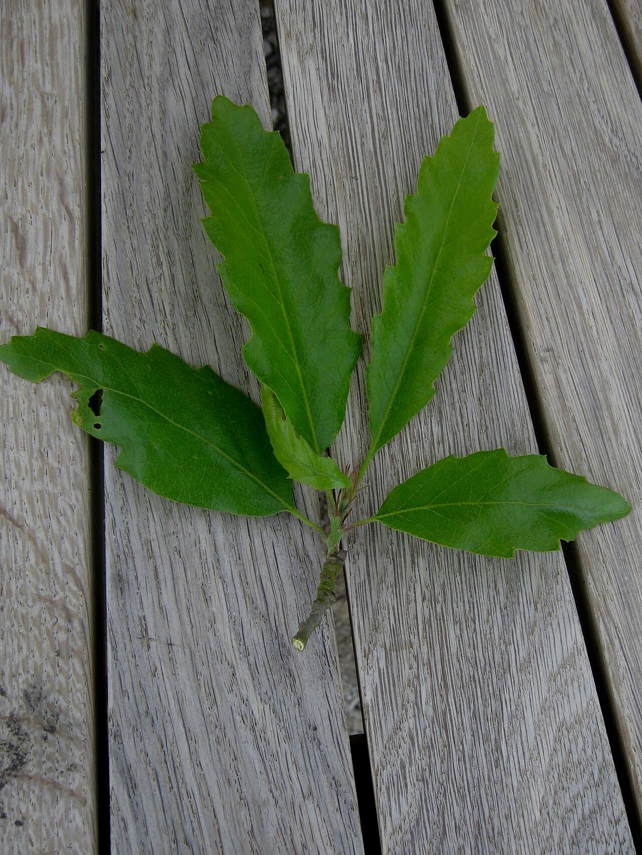Chestnut-leaved oak: Photo of Quercus castaneifolia leaves