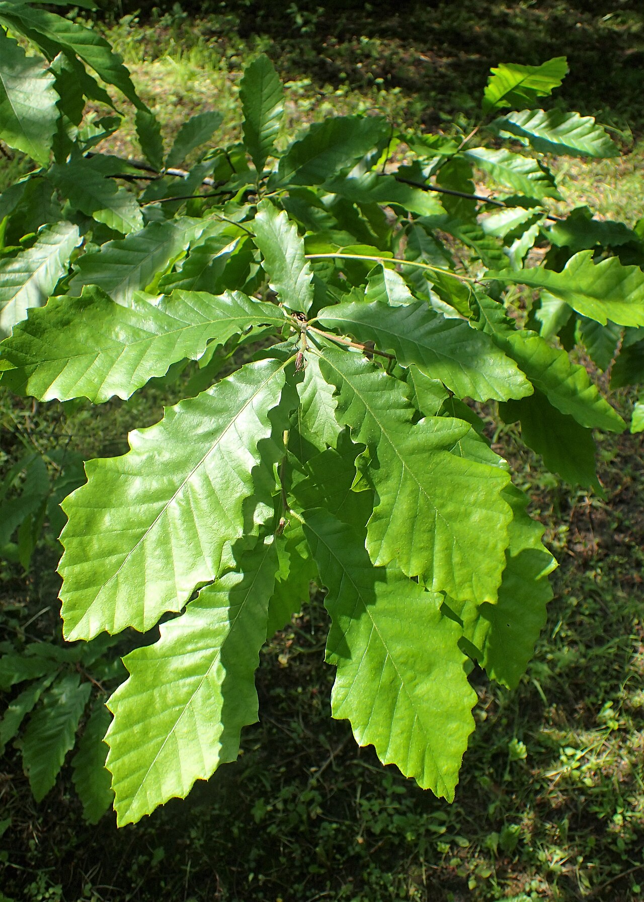 Chestnut-leaved oak: Quercus castaneifolia in botanical garden in Kraków