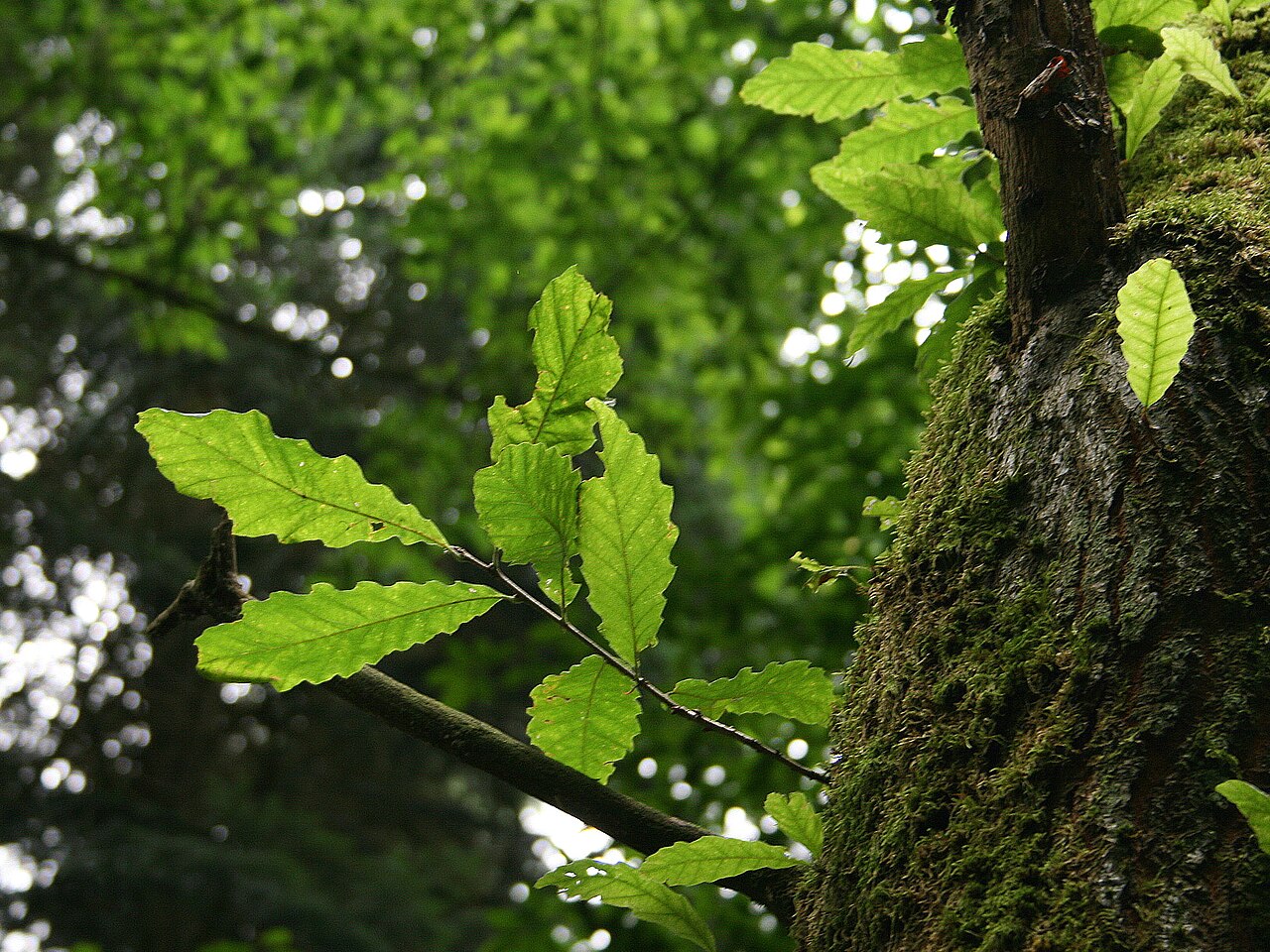 Chestnut-leaved oak: Quercus castaneifolia leaves - Chestnut-leaved Oak Precise location : Arboretum Robert Lenoir - Rendeux ( Belgium ).